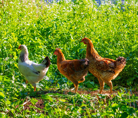 young chickens graze in the spring or summer garden in the green grass on a hot sunny day