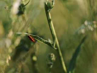 close-up of an orange insect