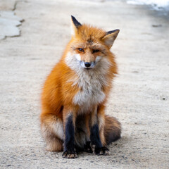 キツネを正面から画