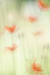 A double exposure of small poppies in the field - spring 2021.