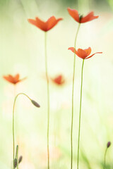 Small poppies in the field - spring 2021.