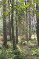 an autumn forest landscape. Autumn deciduous forest