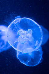 jelly fish