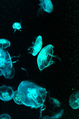 jelly fish