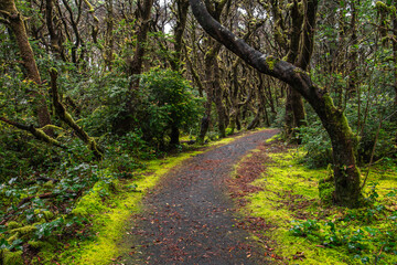 A path curves through a forest with moss-covered branches, tree trunks, and forest floor