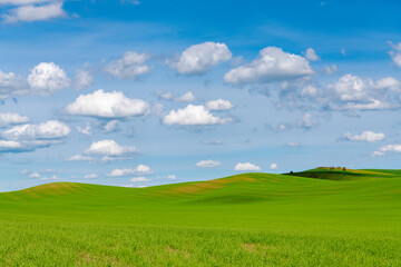 Obraz premium Rolling hills covered in green, grassy fields of wheat under a blue sky with fluffy white clouds in the Palouse Hills, Washington