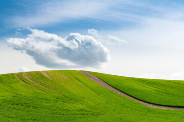 Field with rows of spring wheat leading up a hill under a fluffy white cloud with blue sky in the Palouse Hills, Washington