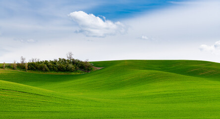 Idyllic rural landscape of gently rolling hills carpeted in the green grass of fields of wheat in the Palouse Hills, Washington