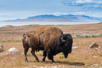 Shaggy bull bison on Antelope Island above the shoreline of Great Salt Lake, Utah © Jim Ekstrand