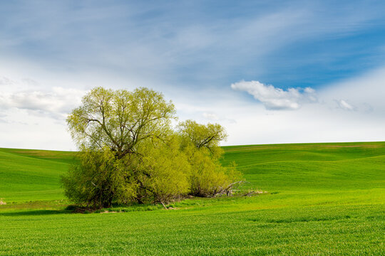 Idyllic rural landscape green, grassy fields of wheat and gentle, rolling hills surrounding a small grove of trees in the Palouse Hills, Washington