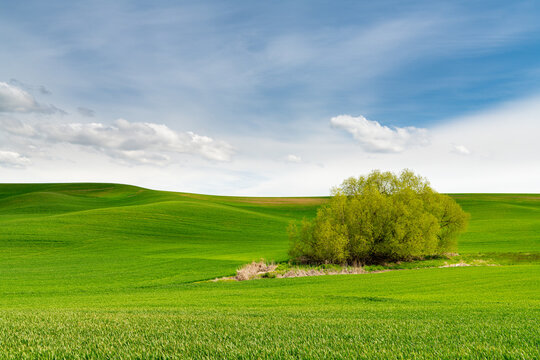 Agricultural scene of green, grassy hills covered in fields of wheat surrounding a small grove of trees in the Palouse Hills, Washington