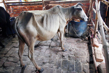 A skinny thin cow rests in a cowshed