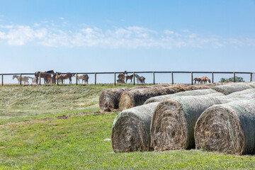 Round bales of hay wrapped in mesh stored on the grass outdoors with mares and foals behind a fence in the background on a sunny day with blue sky.