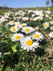 pequeñas margaritas