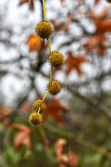 Pearls of dew on a spider web hanging from tree seed pods.