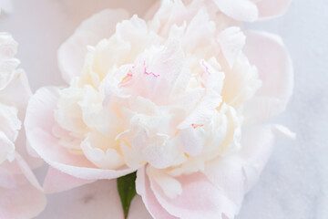 Close up of blooming tender white peony with rain drops. Soft focus. Floral background
