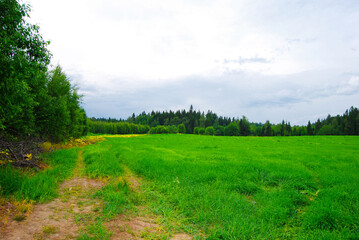 An overgrown field of green grasses with blue skies and wispy clouds in the summertime. The field is overgrown with grass. The forest is on the horizon. Clouds in the sky. Rural landscape.