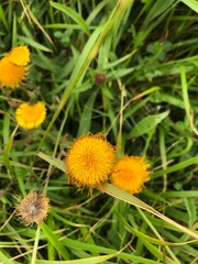 Flores amarillas con fondo verde