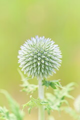 Echinops flower in the meadow in the summer