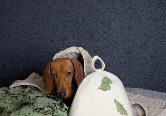  A purebred dachshund sits by a stack of towels and next to it lies an oak broom and a hat for a...