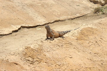 Lizard crawling in a barren land
