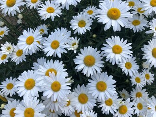 Fototapeta premium Plantas y flores hermosas