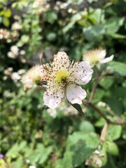 flor amarilla preciosa