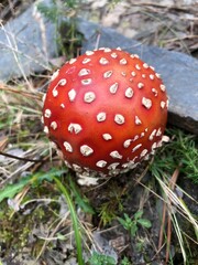 seta roja con puntos blancos