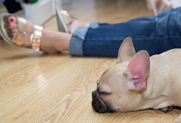 A small purebred beige bulldog with beautiful black nose and big years slipping by the master's legs on the structured surface of wooden floor at the farm. High quality studio photography.