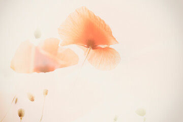 A double exposure of poppies on a roadside - summer 2022.