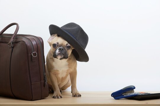 A French Bulldog breed dog sits next to a brown leather business briefcase in a black stylish hat on its head and looks attentively into the camera. No people on the studio high quality photography.