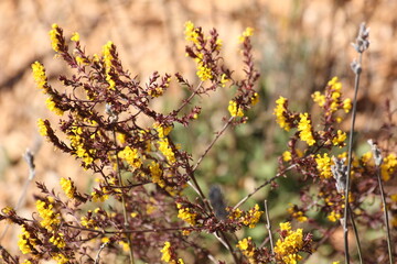 plantas, verduras y flores preciosas
