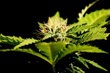 plantas, verduras y flores preciosas