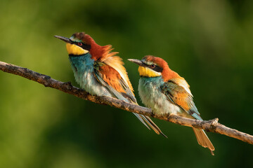 European bee-eater is a very colourful bird. Picture of the birds in his natural habitat. Wild birds during spring. Birds on the isolated background and very close up. 