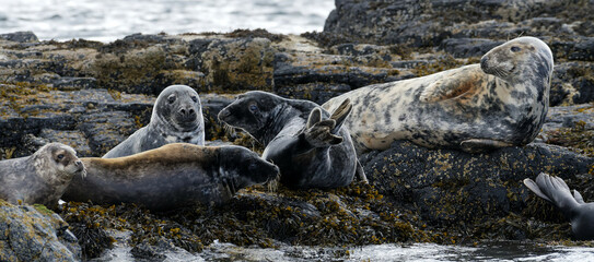 Atlantic Grey Seals on the rocks off the Isle of Mull, Scotland