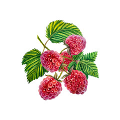 Raspberry. A branch of ripe raspberries with berries and leaves. watercolor illustration. Isolated on white background.