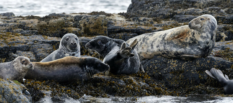 Atlantic Grey Seals on the rocks off the Isle of Mull, Scotland