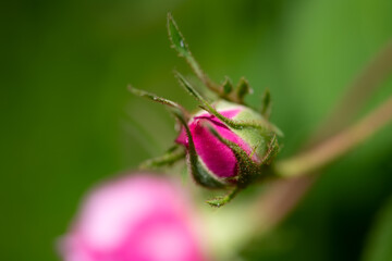 Pink rose bud with delicate details. Flower portrait macro close up with selective focus. Garden rose is the queen of flowers and the most popular natural symbols of love and tenderness.