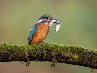 Common kingfisher in his natural habitat. Wild bird on the river, beautiful colours, very close up picture. Bird is isolated from the background.