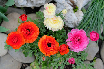 Fototapeta na wymiar Ranunculus ( crowfoot) top view in landscape design. Colorful Asian buttercup flowers and juniper twigs for flower beds. Red and pink Buttercup, Ranunculus asiaticus flowers with green leaves