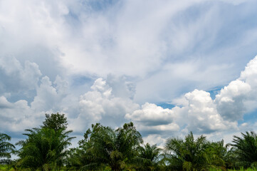 Obraz premium The tops of green large trees against the blue sky
