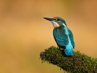 Common kingfisher in his natural habitat. Wild bird on the river, beautiful colours, very close up picture. Bird is isolated from the background.