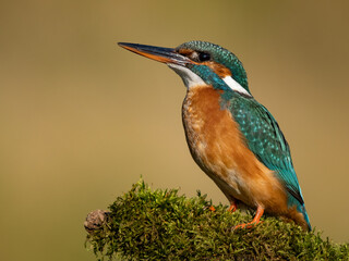 Common kingfisher in his natural habitat. Wild bird on the river, beautiful colours, very close up picture. Bird is isolated from the background.