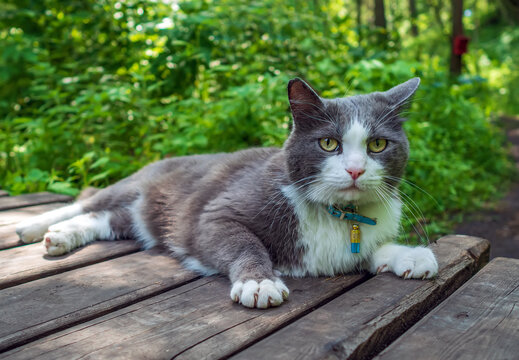 Cat is laying in a collar with a gps-tracker on a the forest boardwalk.
