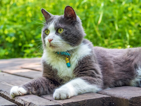 Cat is laying in a collar with a gps-tracker on a the forest boardwalk.