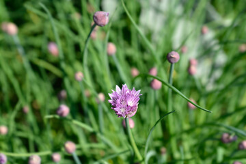 Chives flower
