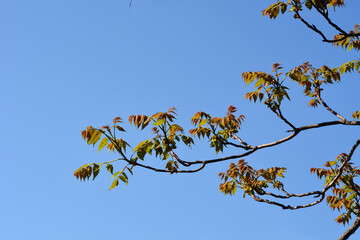 Tree of heaven