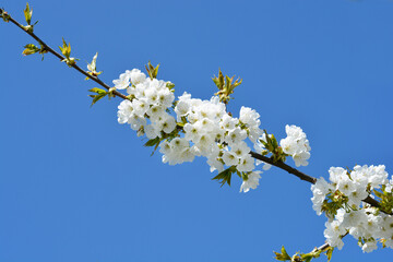 Sweet cherry
