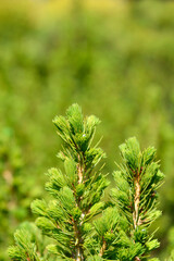 Dwarf Alberta spruce