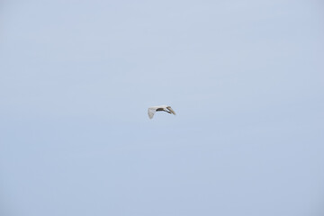 Crane bird flying near the sea